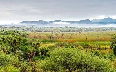 4-Day East Ethiopia Adventure to Awash National Park & Harar Walled City