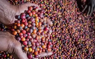 4-Day South Ethiopia Coffee Tour to Yirgalem, Hawassa & Yirgacheffe