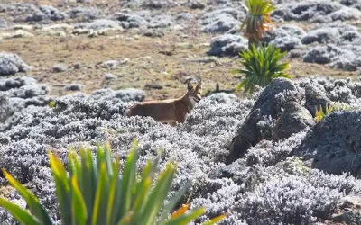5-Day Bale Mountains Trek: Ethiopian Wolves & Alpine Lakes