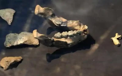 Half-Day Addis Ababa Tour to National Museum, Trinity Cathedral & Merkato