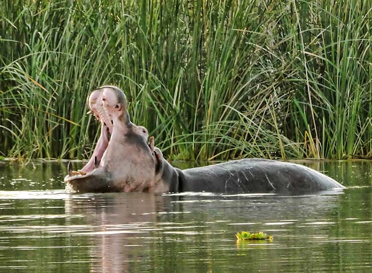 Lake Chamo Ethiopia Tours and Holiday Packages