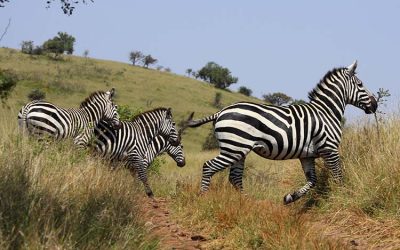 National Parks in Ethiopia